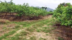 誠昱/玉井芭樂園美農地B