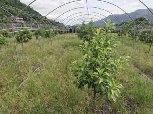 誠昱/六龜黃金果園美農地