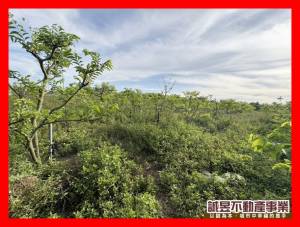 誠昱/歸仁高發段美農地